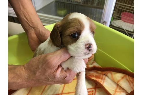 成約済の愛知県のキャバリアキングチャールズスパニエル-31846の2枚目